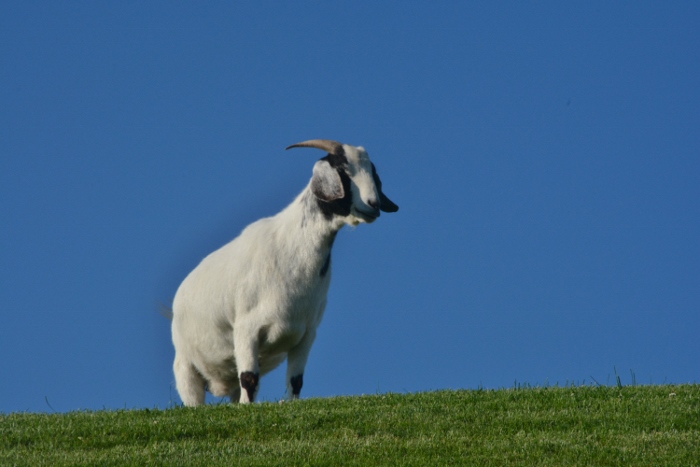 goats on roof